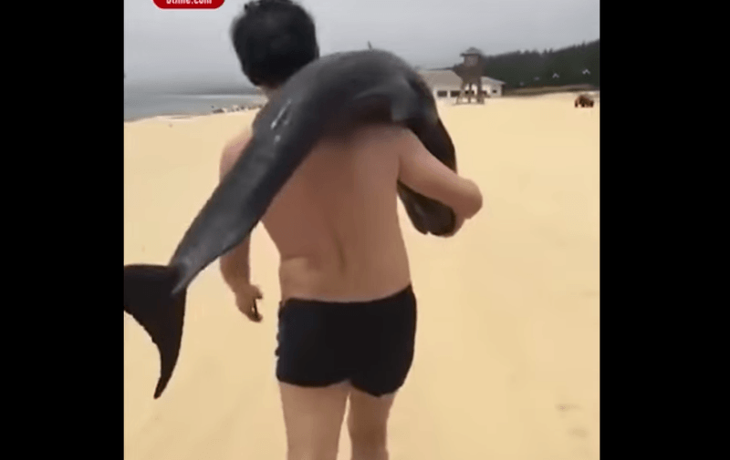 Viral VIDEO Δελφίνι