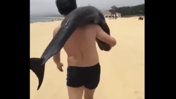 Viral VIDEO Δελφίνι