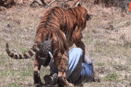 Viral VIDEO τιγρης
