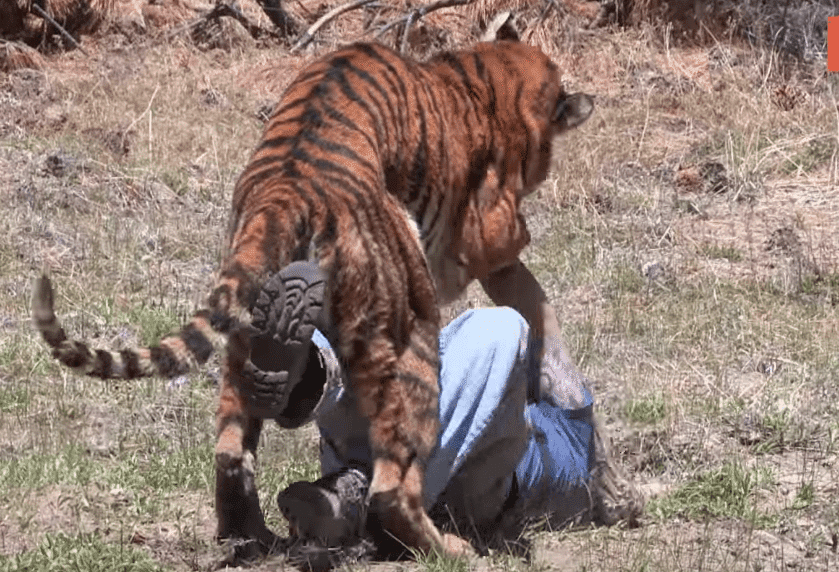 Viral VIDEO τιγρης