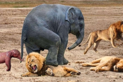 Viral video Ελεφαντας πατα λιονταρι