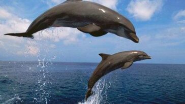 χαλκιδα δελφινια παραλια Viral video