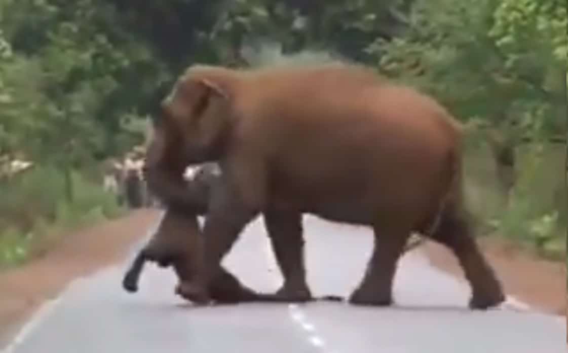 viral video ελεφαντας