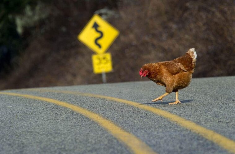 Ένα κοτόπουλο διασχίζει το δρόμο