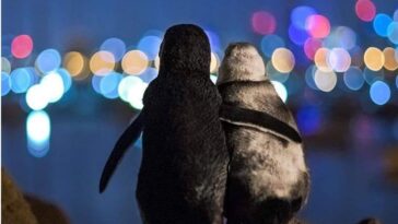 Viral-φωτογραφια-πιγκουινοι