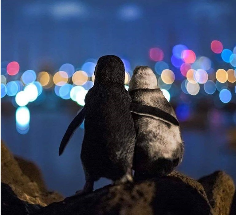 Viral-φωτογραφια-πιγκουινοι