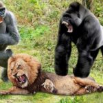 gorillas me liontari
