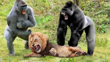 gorillas me liontari