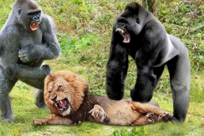 gorillas me liontari