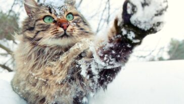 γάτα στο χιόνι