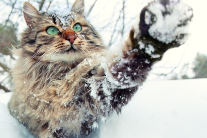 γάτα στο χιόνι