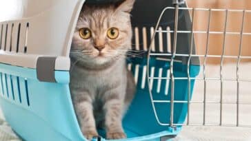 Πώς θα κάνετε τη γάτα να συνηθίσει το κλουβί μεταφοράς