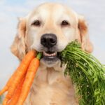 Ανθρώπινες τροφές που μπορούν να τρώνε τα σκυλιά