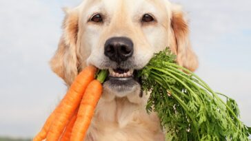 Ανθρώπινες τροφές που μπορούν να τρώνε τα σκυλιά