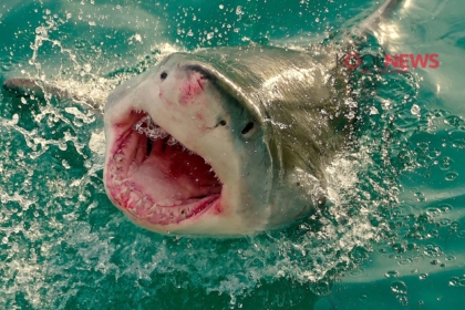 Γιατί δεν υπάρχουν λευκοί καρχαρίες στα ενυδρεία;